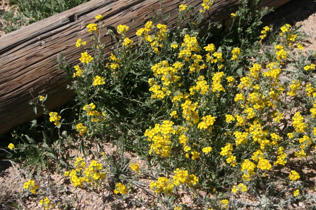 spring flowers in Southern Arizona